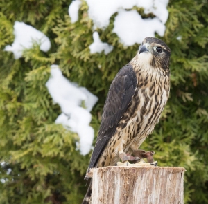 Secondary image for the Private Raptor Photo Session Auction Item