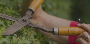 Secondary image for the Garden/Yard Cleanup Auction Item