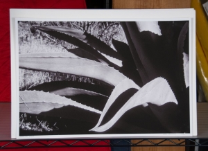 Primary image for the Mexican Agave - archival print of a Chris Vreeland photograph Auction Item