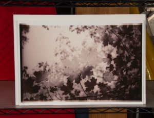 Primary image for the Maple leaves - archival print of a Chris Vreeland photograph Auction Item