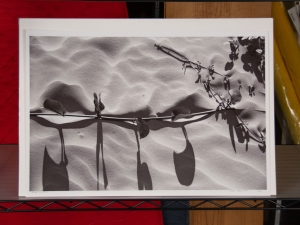 Primary image for the Dune and Vine - an archival print of a Chris Vreeland photograph Auction Item