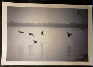 Primary image for the Digital Color Print of a Photo 'Flight in Gray' by Felicity Green (13x19) Auction Item