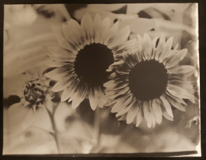Primary image for the Gelatin Silver Darkroom Print of 'Sunflowers' by Felicity Green (11x14) Auction Item