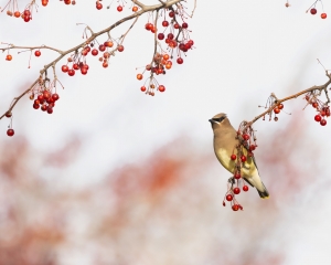 Primary image for the Cedar Waxwing Lunch Auction Item