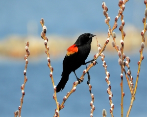 Primary image for the Red-winged Blackbird Auction Item
