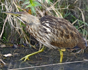 Primary image for the American Bittern Auction Item
