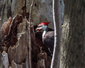 Primary image for the Pileated Woodpecker Snacking Auction Item