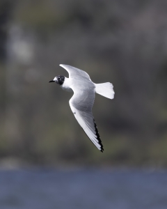 Primary image for the Bonaparte's Gull Auction Item