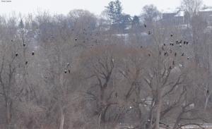 Primary image for the Onondaga Lake Bald Eagle Roost Photograph Auction Item