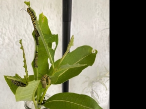 Secondary image for the Meet Monarchs - Bondsville Mill Park’s gardens with a private Monarch butterfly release Auction Item