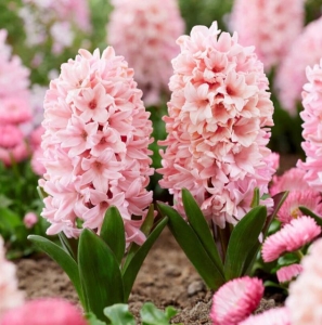 Primary image for the Spring Bulbs - Rodin Museum Palette #2 Auction Item