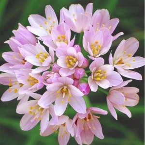 Secondary image for the Spring Bulbs - Rodin Museum Palette #2 Auction Item