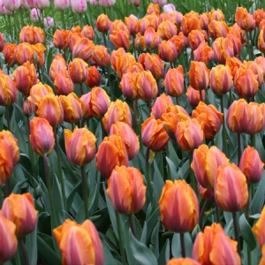 Secondary image for the Spring Bulbs - Rodin Museum Palette #2 Auction Item
