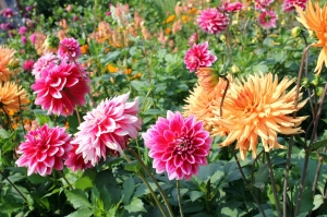 Secondary image for the How to Grow Dahlias Class & Bouquet Auction Item