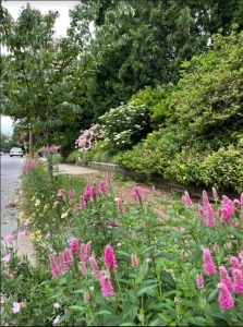 Secondary image for the Pollinator Garden/Sidewalk Consulting Auction Item
