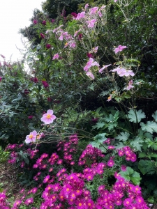 Secondary image for the Pollinator Garden/Sidewalk Consulting Auction Item