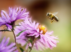 Secondary image for the Pollinator Garden/Sidewalk Consulting Auction Item