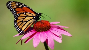 Secondary image for the Pollinator Garden/Sidewalk Consulting Auction Item