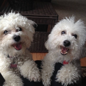 Primary image for the Muddy Paws Pet Sitting Auction Item