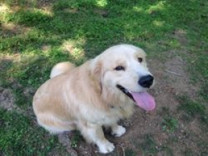 Secondary image for the Muddy Paws Pet Sitting Auction Item