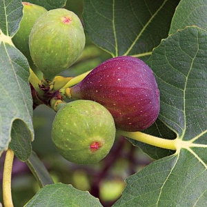 Secondary image for the All About Figs Auction Item