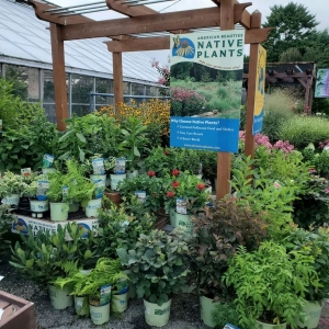 Secondary image for the Mostardi Nursery Gift Card Auction Item