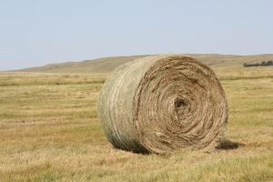 Primary image for the Two (2) 1500 lbs Grass Hay Bales Auction Item