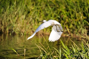 Secondary image for the Daintree River safari  Auction Item