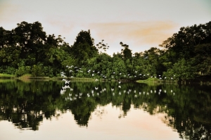 Secondary image for the Daintree River safari  Auction Item