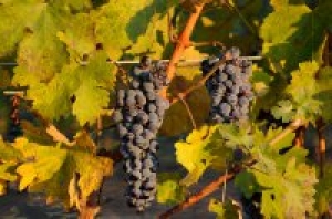 Secondary image for the Lindsey Creek Vineyards Private Wine Tasting Tour Auction Item