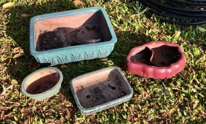 Primary image for the Bonsai Pots Auction Item