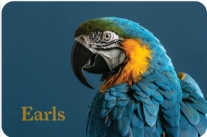 Primary image for the 50 - Earls Kitchen & Bar Gift Card Auction Item