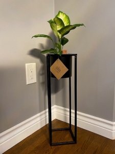 Primary image for the 212 - Plant Stand with Real Plant Auction Item