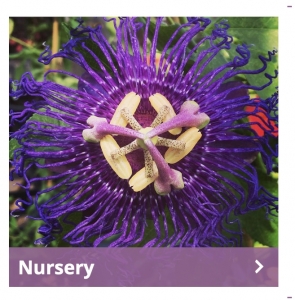 Secondary image for the NORTH END ORGANIC NURSERY Auction Item