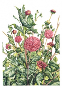 Secondary image for the Lost in Dahlia - Gabrielle Gatt limited edition A3 print Auction Item