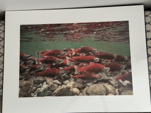 Secondary image for the BEAUTIFUL SALMON PRINT Auction Item