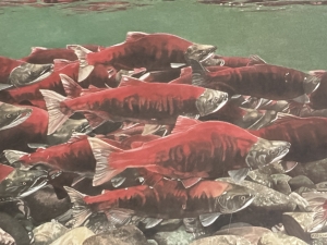 Secondary image for the BEAUTIFUL SALMON PRINT Auction Item