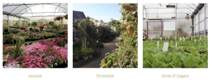 Secondary image for the EDWARDS GREEN HOUSE Auction Item
