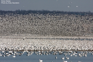 Primary image for the Montezuma Birding Tour  Auction Item
