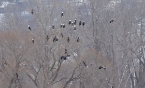 Primary image for the Onondaga Lake Birding Tour Auction Item