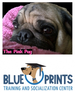 Primary image for the Gifts for your Four Legged Friend Auction Item