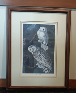 Primary image for the Audubon Havell Edition Pl. 121, Snowy Owl 27” x 35” Framed Auction Item