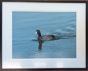 Primary image for the Red Eye Express Auction Item