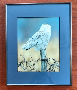 Primary image for the Snowy Owl Photograph Auction Item