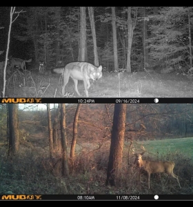 Secondary image for the 36 - Trail Camera Auction Item