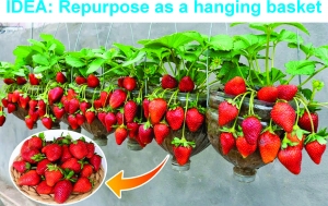 Secondary image for the Goat Feeder  Auction Item