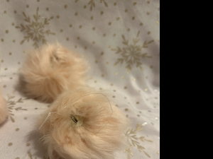 Secondary image for the Pink Fur Christmas Ornaments Auction Item