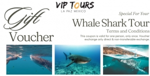 Primary image for the Whale shark tour from VIP Tours Auction Item