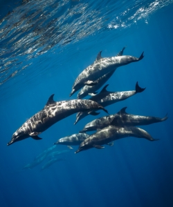 Primary image for the Private Boat Day in La Ventana Bay by La Ventana Dive Center Auction Item