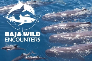 Primary image for the Snorkel Tour for one Person with Baja Wild Encounters Auction Item